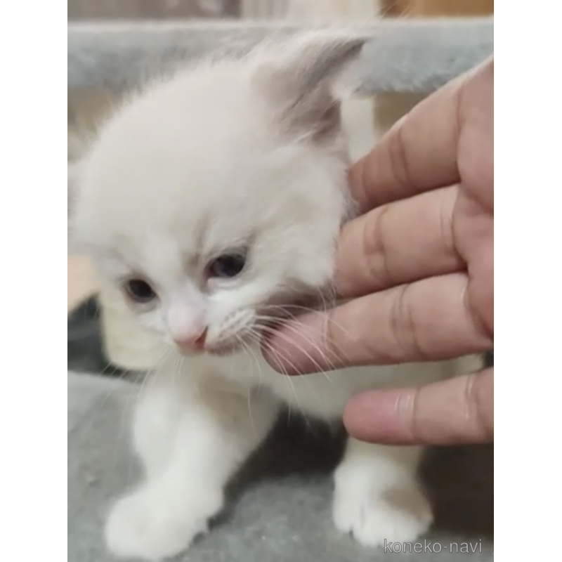 販売中の三重県のラグドール-125872の2枚目